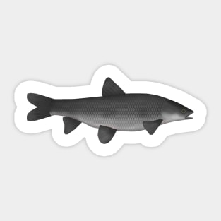 Black Carp Sticker